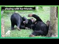 Meet Daisy Bell the bear who was too scared to step on grass
