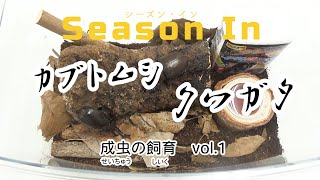 Season in カブトムシ・クワガタ　成虫の飼育 1