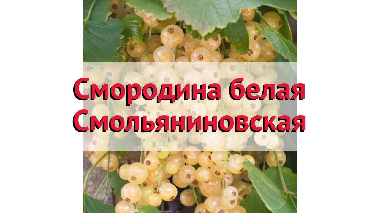 Полезные свойства и применение