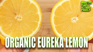 Organic Eureka Lemon TASTE and REVIEW / Perfect for Recipes and Drinks