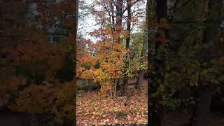 fall colors || Kumar Exclusive