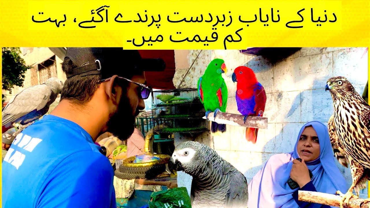 Lalukhet exotic bird market best cheapest price in exotic wholesale birds karachi 2025