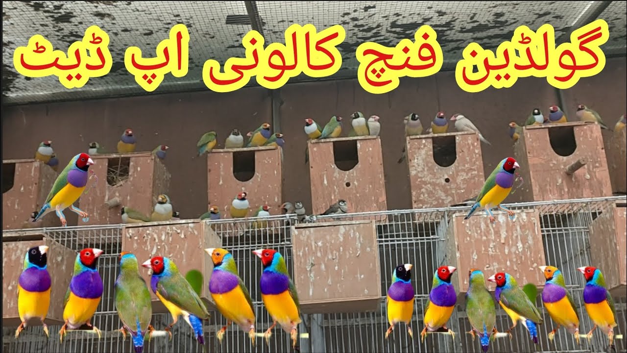 Beautiful Lady Gouldian and Exotic Finches Colony Update