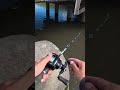Japanese Catfish Bite Collection💥 #fishing #catfish