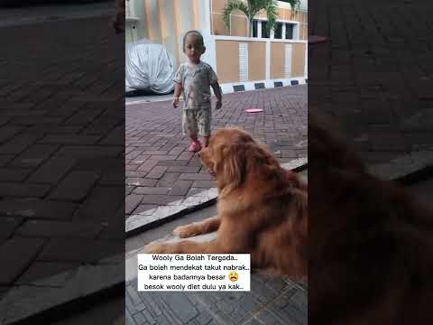 Kisah Nyata!! Anjing Majikanku Sangat Pintar Dan Kuat Ia Bisa Memuaskanku Setiap Hari