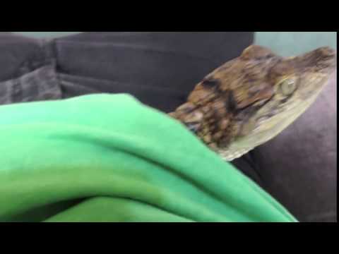 caiman energy Crocodile Diet by Steve Ludwin