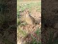 Real Teetar Sound in Open Fields 🌾#teetarsound #teetarvoice #openfields #grayfrancolin #naturevideo