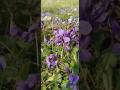 Spring flowers💜 Весенние цветы💜