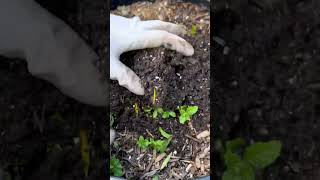 Yarı Gölge Alanlara Ve Bol Suya Bayılırlar. Yılda 4 - 5 Kez Hasat Yapılabilir. 🌱 Resimi