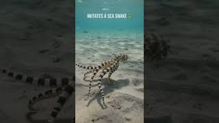 One animal. More than 15 disguises. The Octopus proves that intelligence can be the best defense. 🐙