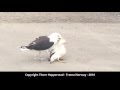 Seagull attacks seagull - Brutal wild life drama