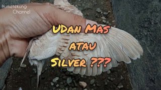 Perkutut Udan Mas atau Perkutut Silver???