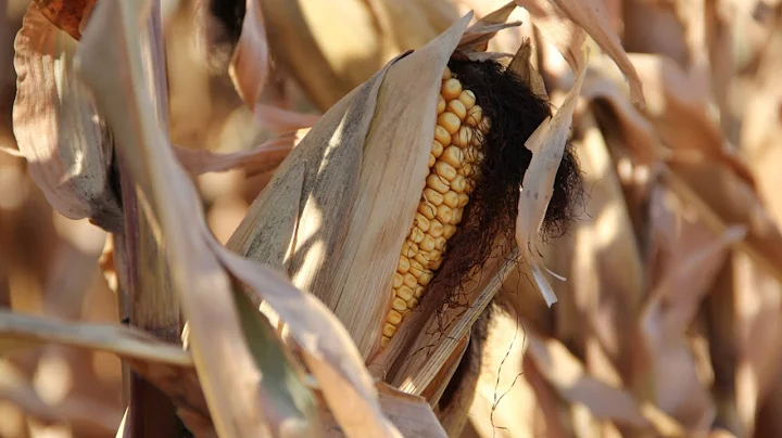 GMOs & Food Safety - Ruth MacDonald - January 16, ...