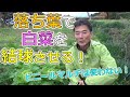 落ち葉で白菜を結球させる!ビニールマルチは使いません!