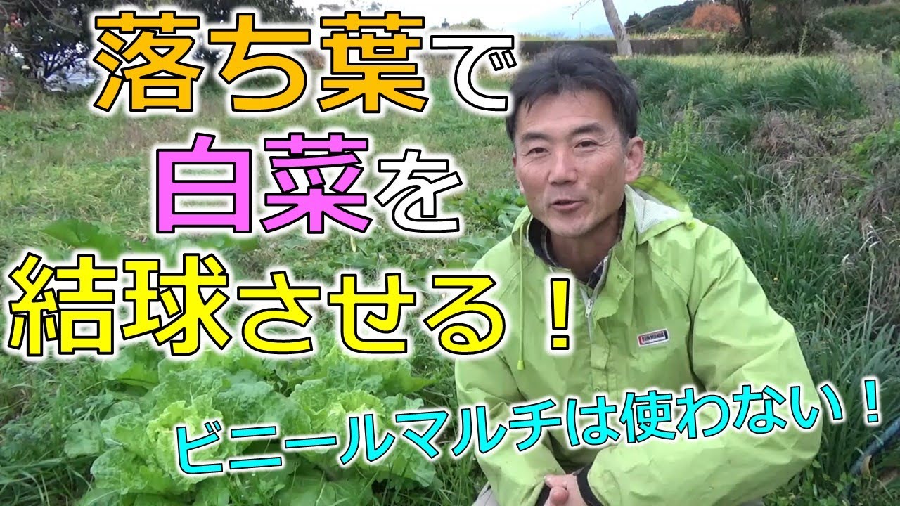 落ち葉で白菜を結球させる！ビニールマルチは使いません！