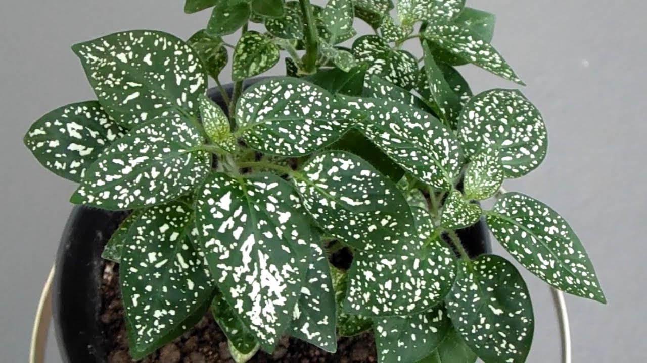 Polka dot plant - Hypoestes phyllostachya - YouTube