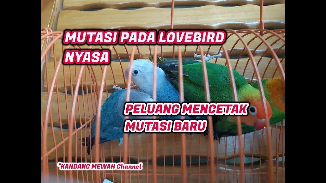 MUTASI PADA LOVEBIRD NYASA 