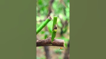 Easy Grafting for Apple Tree Beginners – 100% Working Method-best grafting ever #appletree