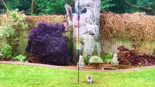 I created a squirrel proof bird feeder by attaching a slinky to a bird table using a cable-tie. It was squirrel proof for about 10 hours 