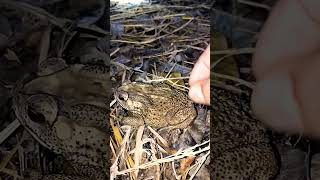 The Toads Jumped Ting Ting L Caught The Happy Toad L Boing Boing