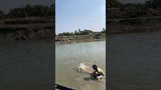 Amazing cast net fishing #reels #fishing #castnetfishing #amazing #wow #nature #bigfish