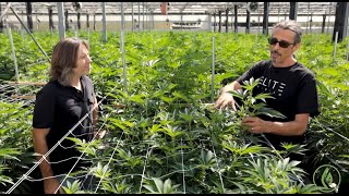 Kyle Kushman: Essential Cannabis Nutrient Requirements - The Flowering Cycle / Ganjier