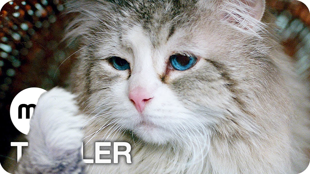 Voll Verkatert Stream Voll Verkatert Stream