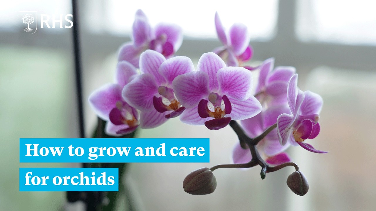 How to grow and care for orchids | The RHS