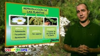 07. La reproducción de las plantas. 5º Conocimiento del Medio. Videoprofe.net