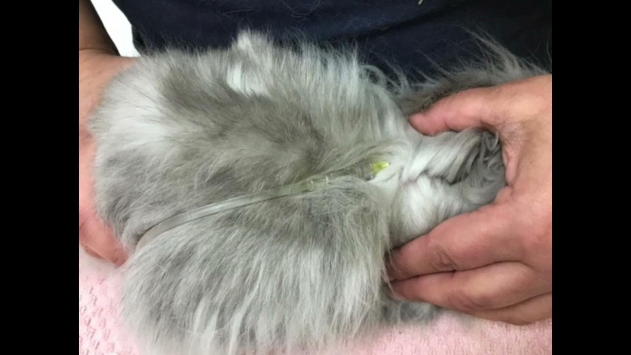 CAEPC How to give subcutaneous fluids to rabbits YouTube