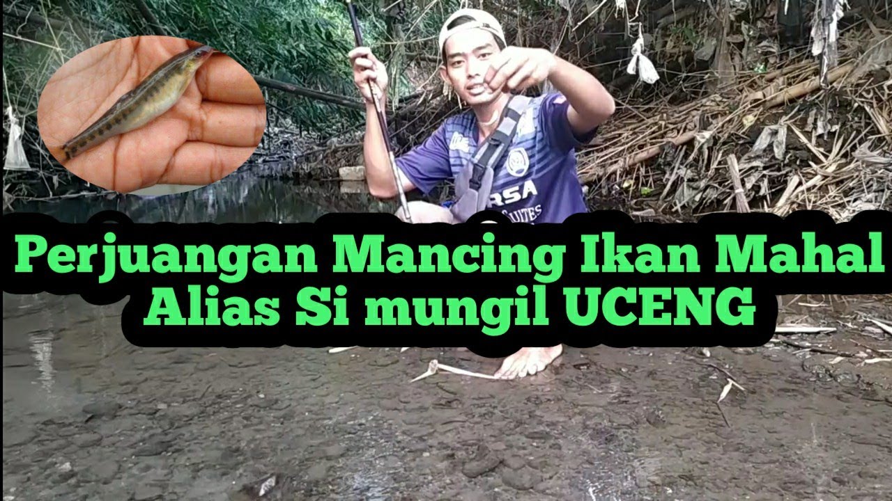 Asyiknya Mancing Si mungil Ikan Mahal alias UCENG || Sungai mbah suro