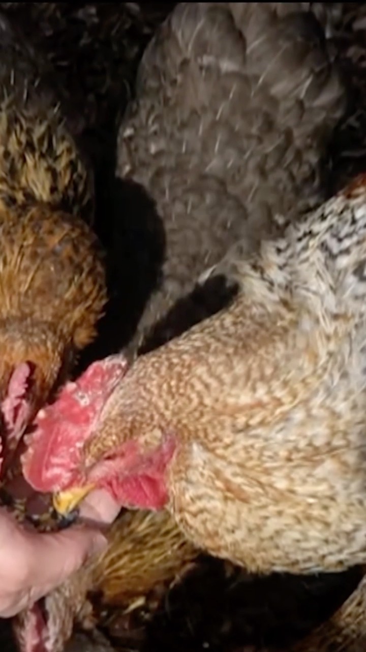 First U.S. bird flu death reported in Louisiana #shorts