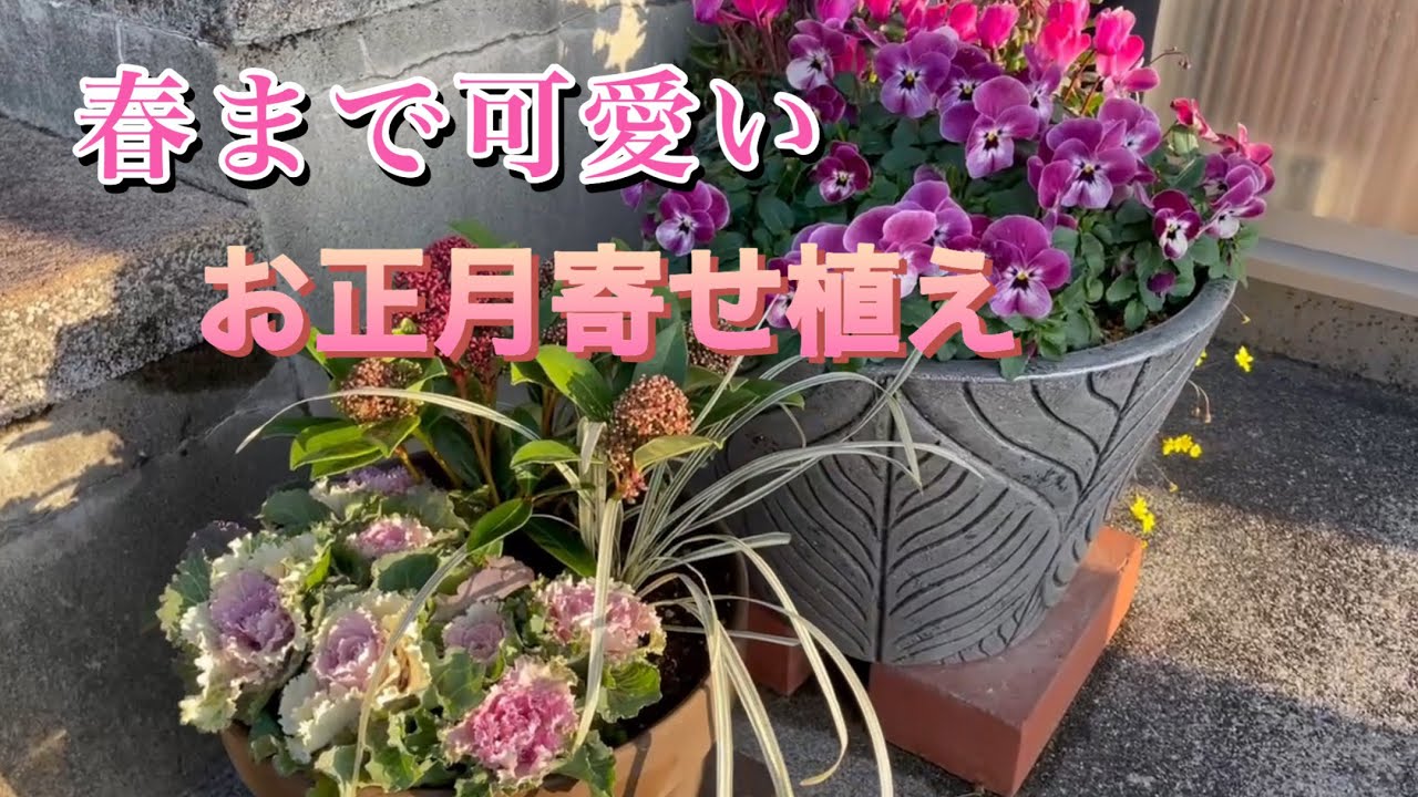 冬の寄せ植え】玄関周りを華やかに彩る【お正月寄せ植え】 - YouTube