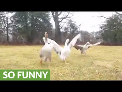 Excited geese run to greet their owner