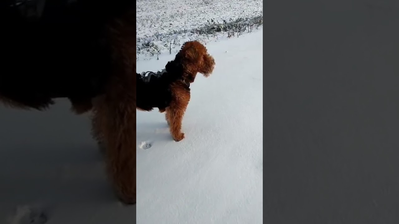 Airedale on a mission- tracking who was there 