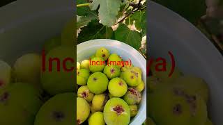 Neydi Ne Oldu? Şfet Öy Ürkü