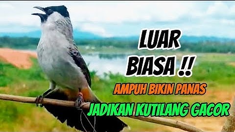 LUAR BIASA Suara Burung kutilang Gacor Ini 100% AMPUH Jadikan Kutilang GACOR Terpikat