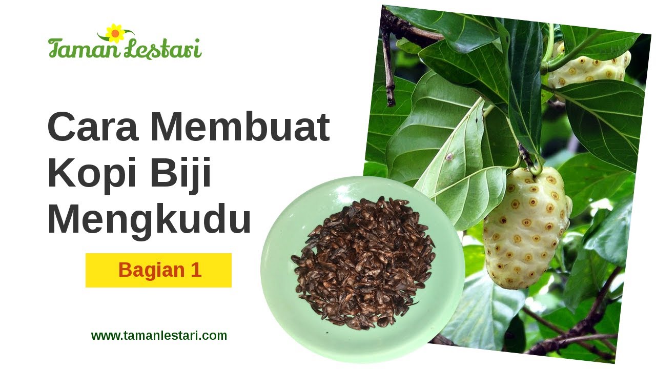 Cara Membuat Kopi Biji Mengkudu (Bag.1) 