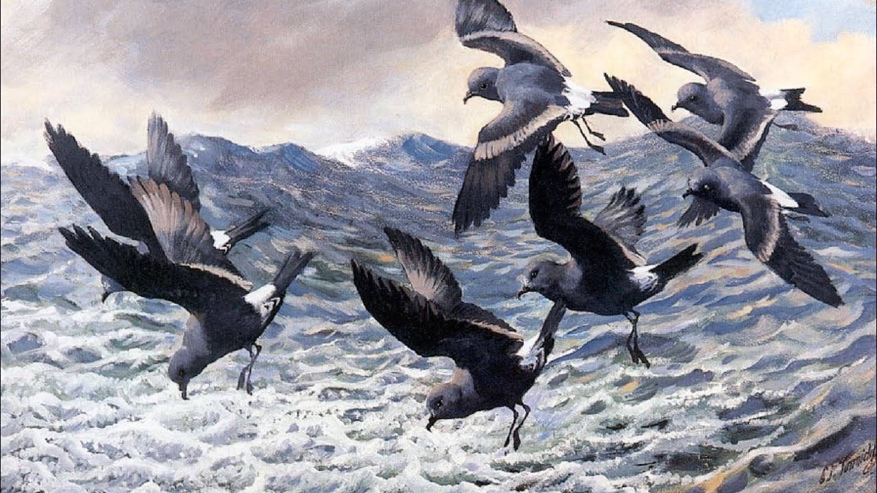 Charles Tunnicliffe Master Painter Of Birds YouTube Maxresdefault