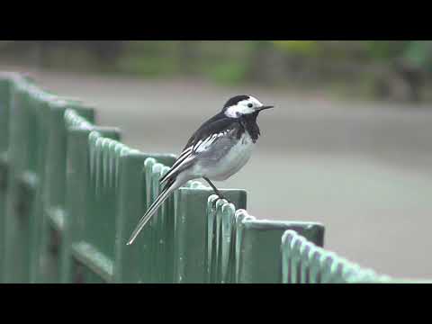 PIED WAGTAIL walking and bobbing