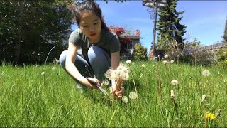 Vlog 266| Phơi Nắng Thu Hoạch Bồ Công Anh.Gửi Hạt Giống Cho Cô Lan Bang Texas.