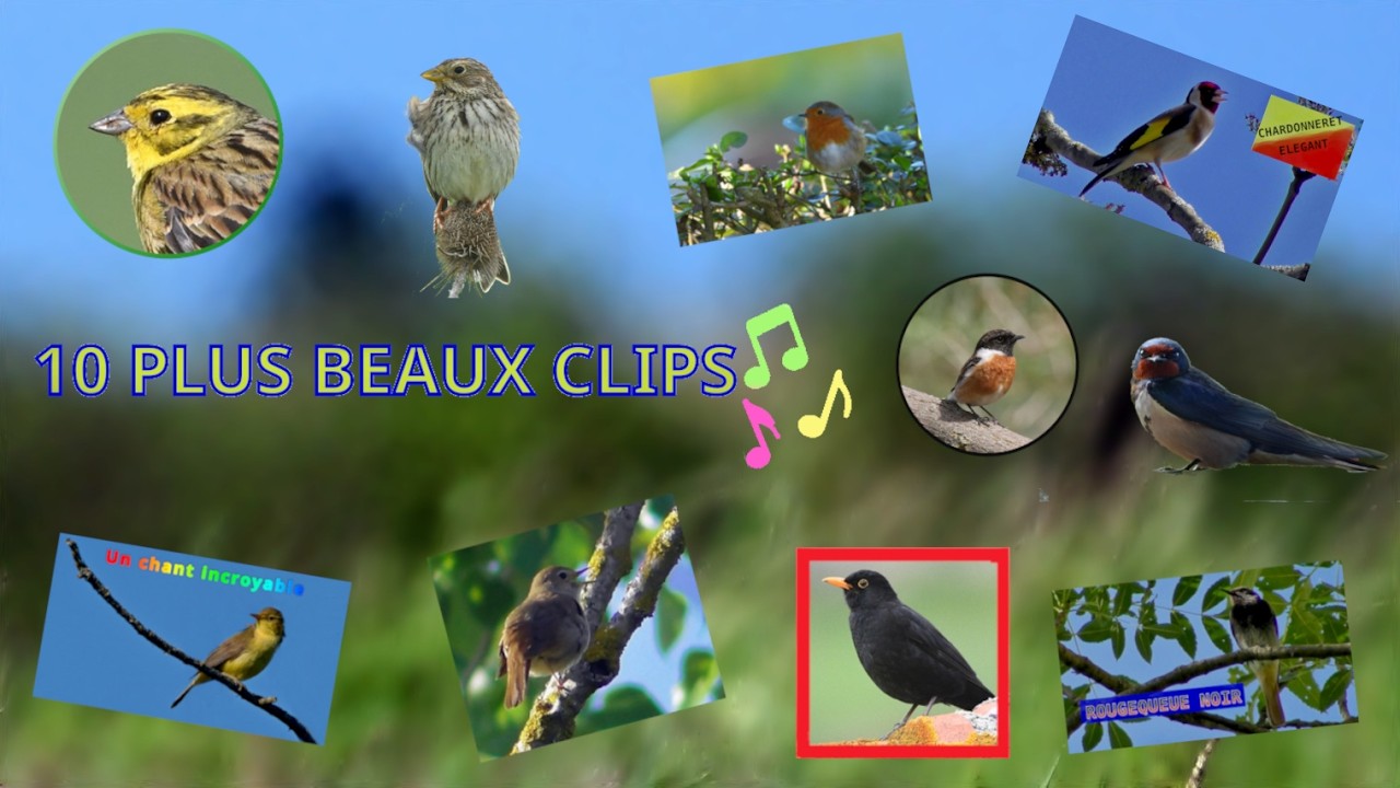 Mes 10 plus beaux clips de chants d'OISEAUX - YouTube