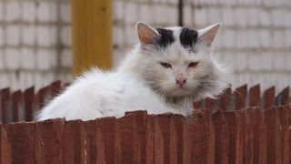 Кот 🐱 бродяга. Cat homeless. Кот 🐱 бродяга. Cat homeless.