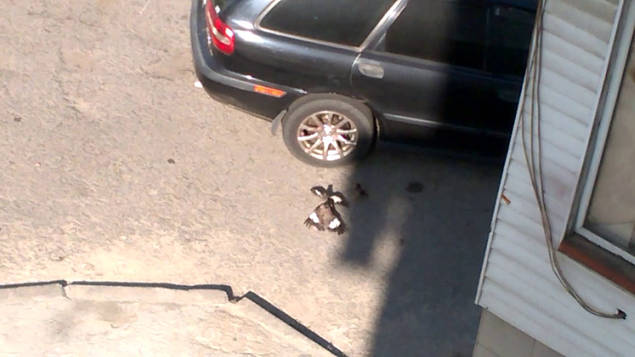 Афганские скворцы дерутся. Часть 1.