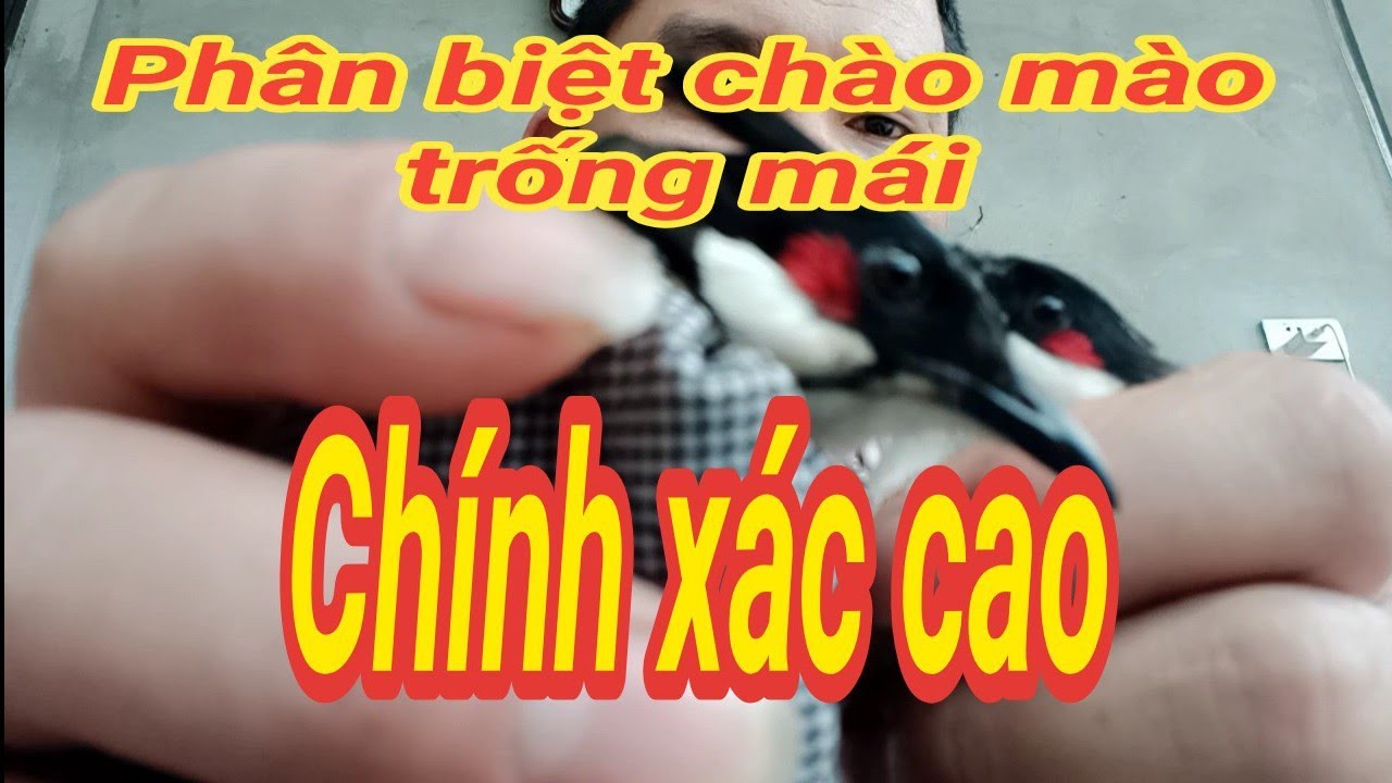 Phân biệt chim chào mào trống và mái chính xác cao/ Tuân Bùi chào mào.