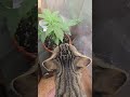 1 month today  😀 LFG cannafam💯❤️ #shorts #trending #shortvideo #short