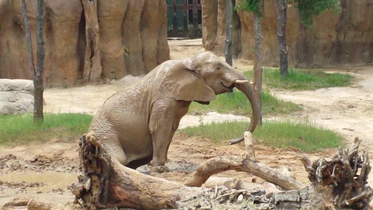 Gypsy's Mud Bath at the Dallas Zoo - YouTube
