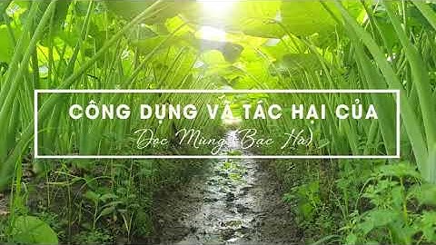 CÂY MÔN BẠC HÀ(CÂY DỌC MÙNG) LỢI VÀ HẠI BẠN BIẾT CHƯA??