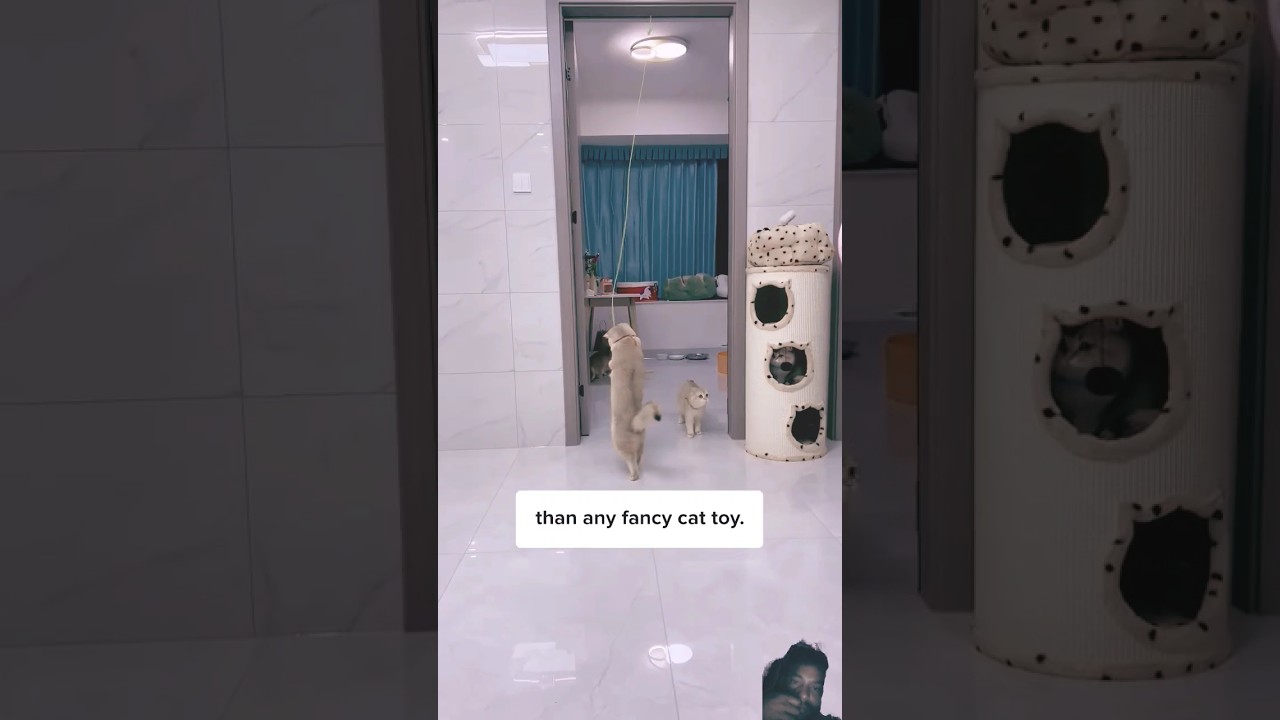 cat games on screen cockroach 🐈 