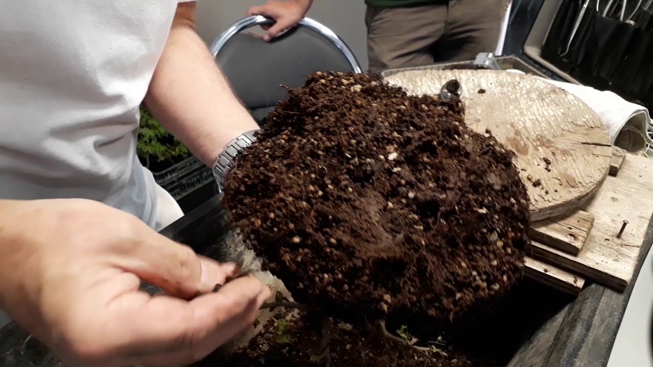 Vlog BCP #01 – Les dégâts de l’été – Orme Champêtre